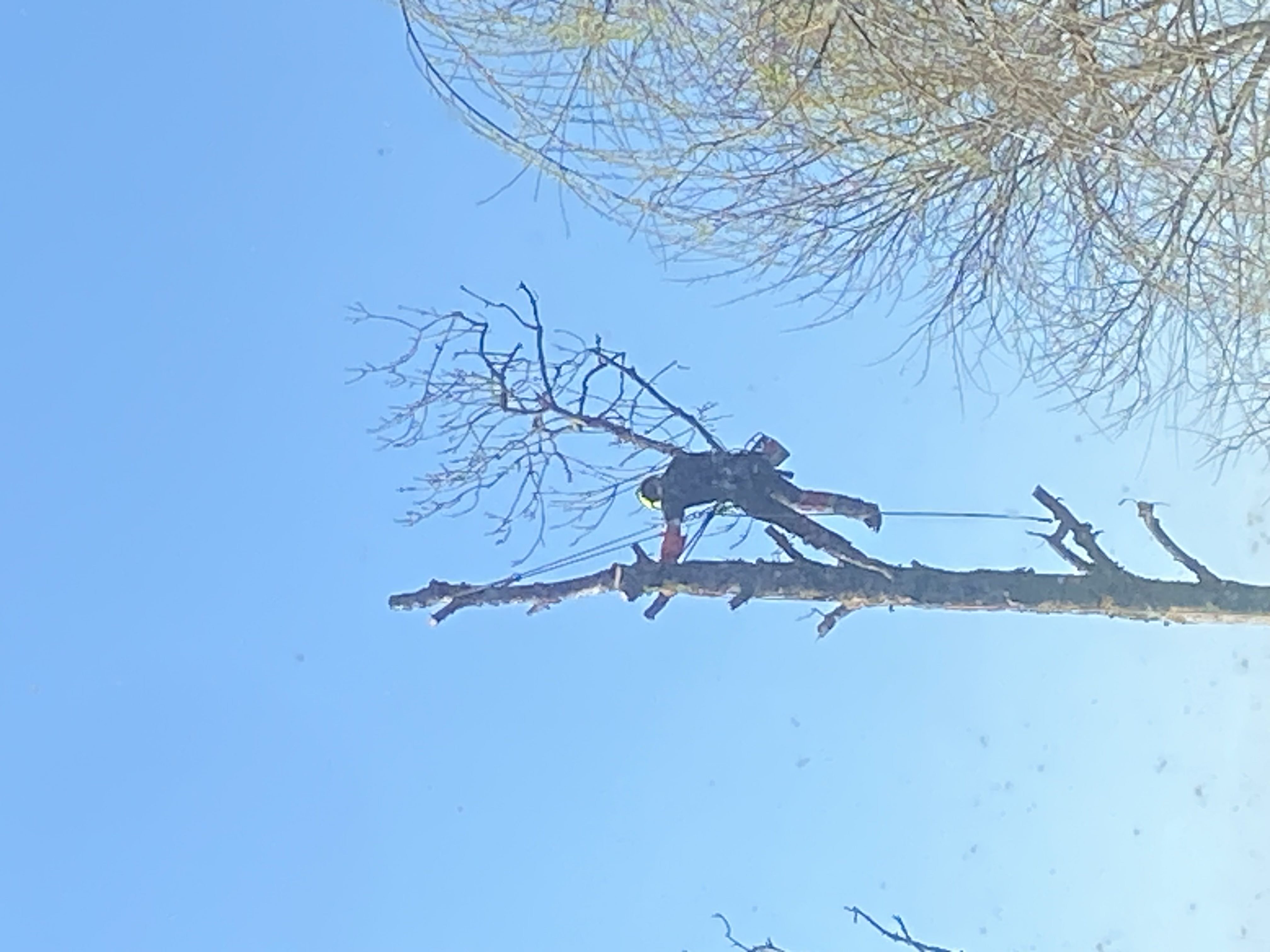 Taille d'arbre en bord de route