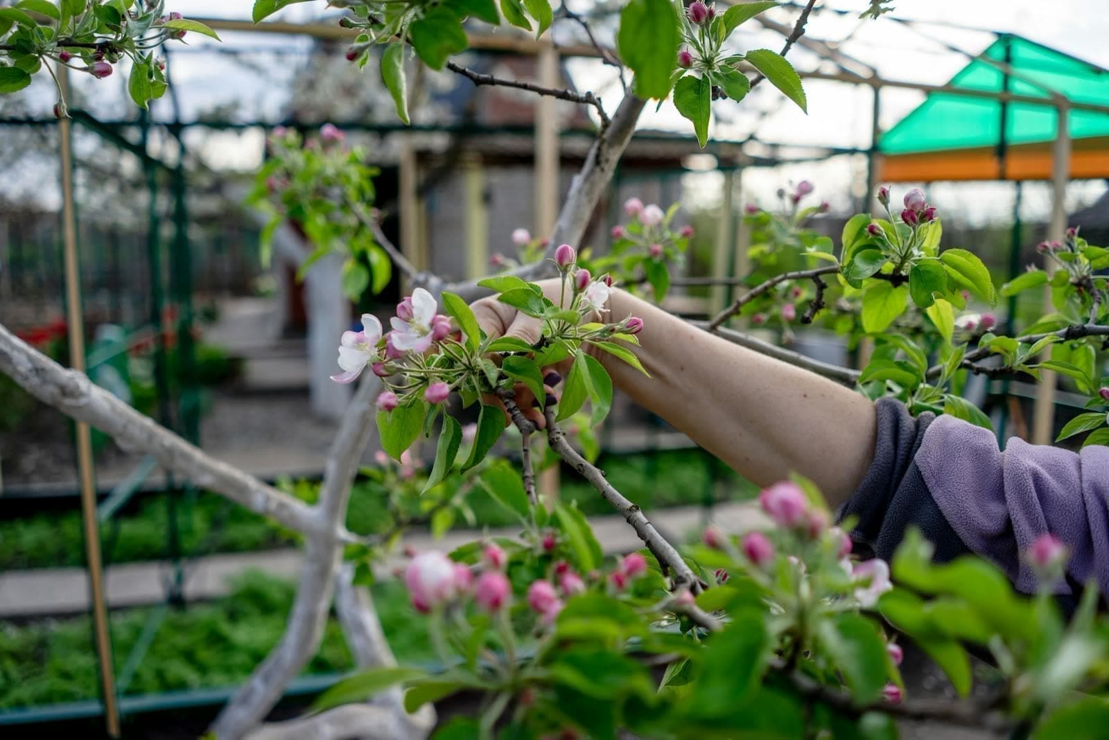 Gaëtan Sanquer en intervention de taille dans un arbre