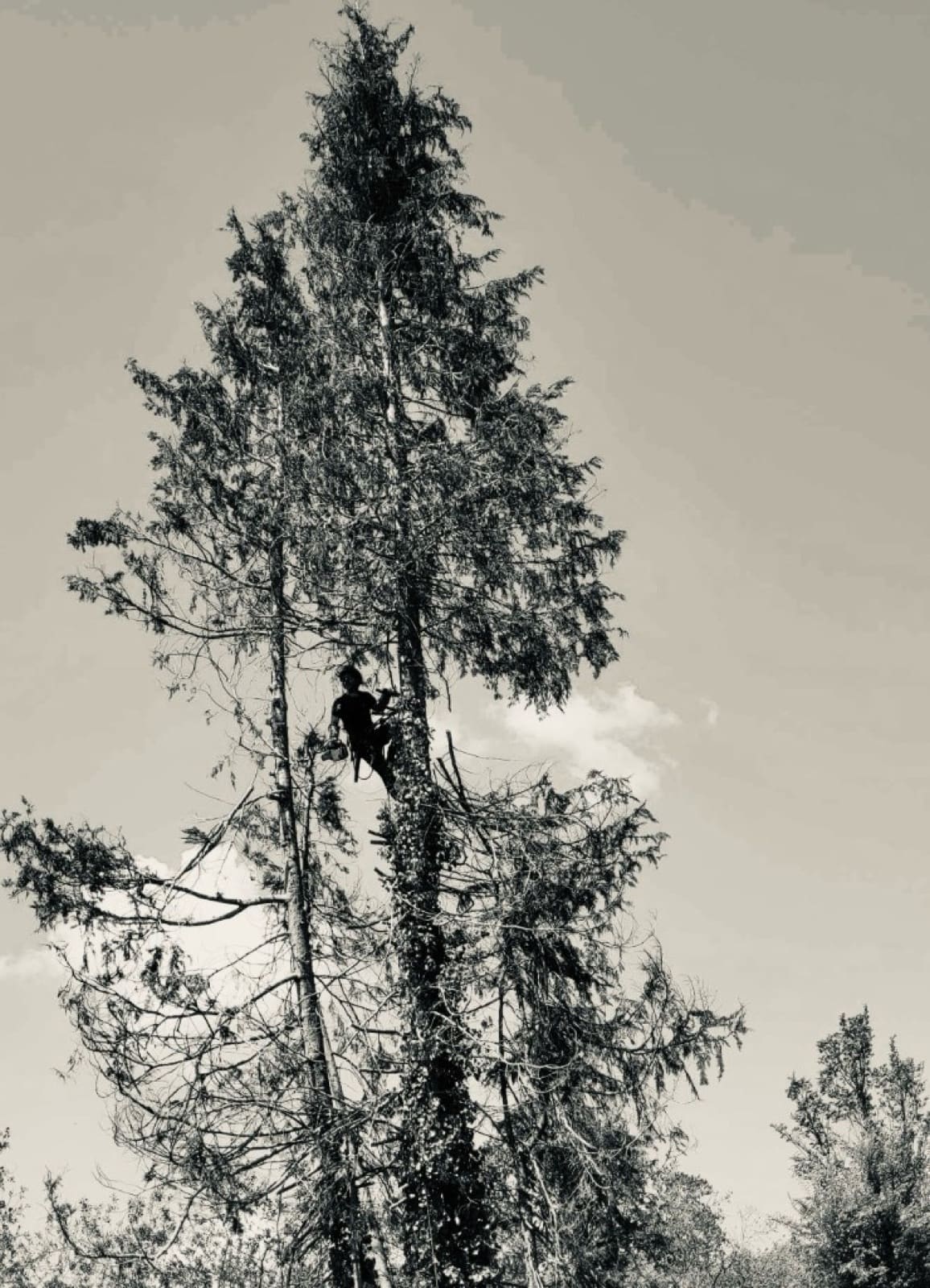 Abattage par démontage d'un cyprès